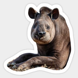 Brazilian Tapir Sticker